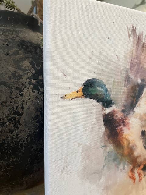 Mallard duck canvas art print,
