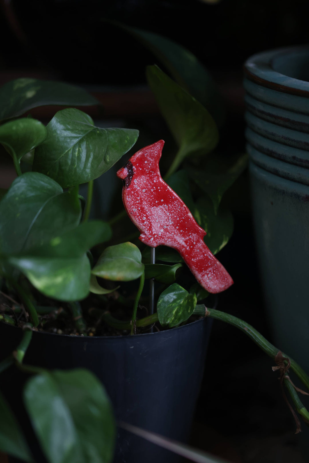 Plant Buddies - Cardinal