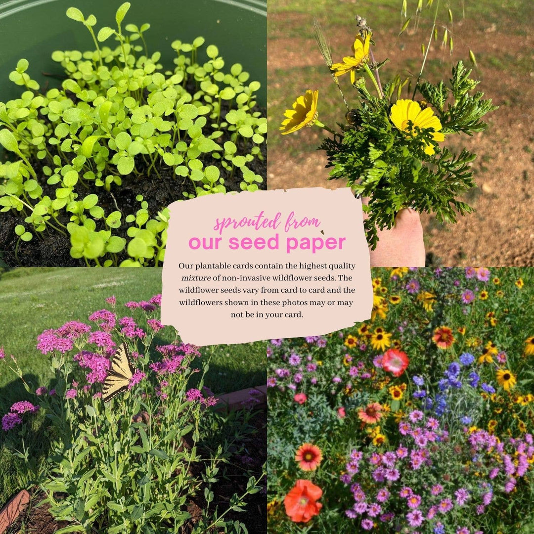 Texas Plantable Greeting Card