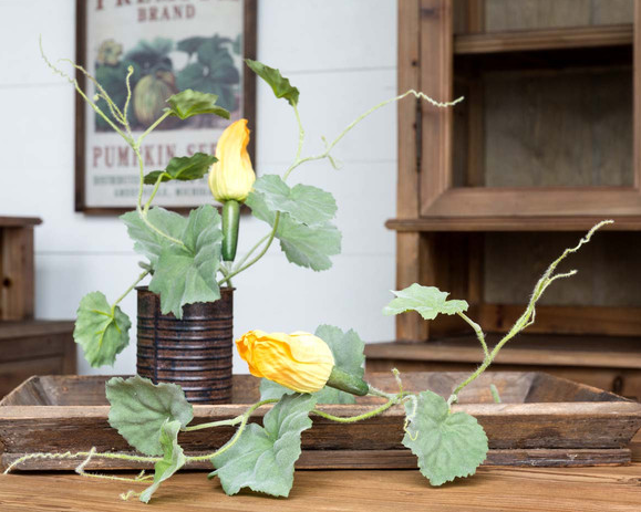 Potted Squash Vine